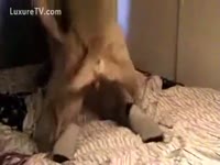 Pet Porn Video - Very cheerful dog receives to fuck his worthwhile thick human